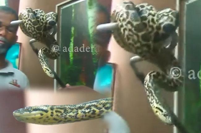Yellow anaconda hatchling goes missing from Dehiwala Zoo