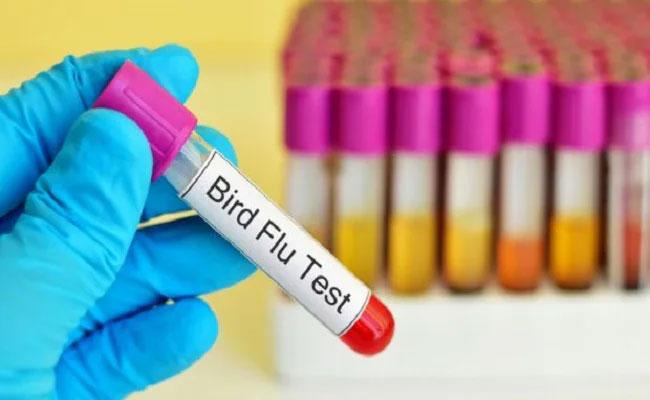 Tamil Nadu steps up surveillance after bird flu cases reported in Kerala