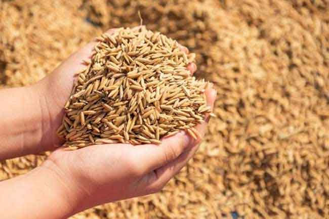 Insurance scheme launched for seed paddy production farms
