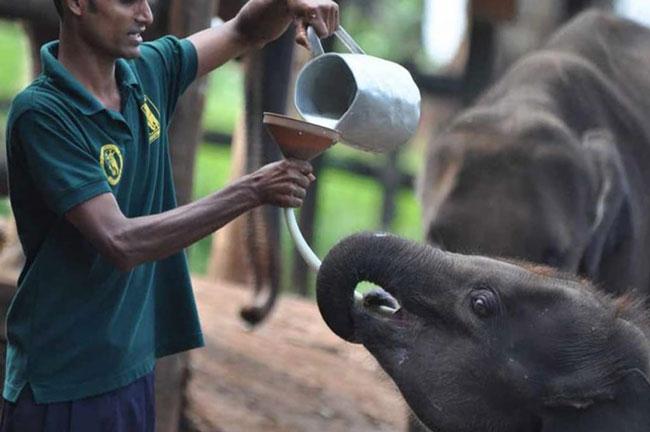 UK-Canada co-production ‘Baby Elephant School’ profiles Sri Lanka’s Udawalawe Sanctuary 