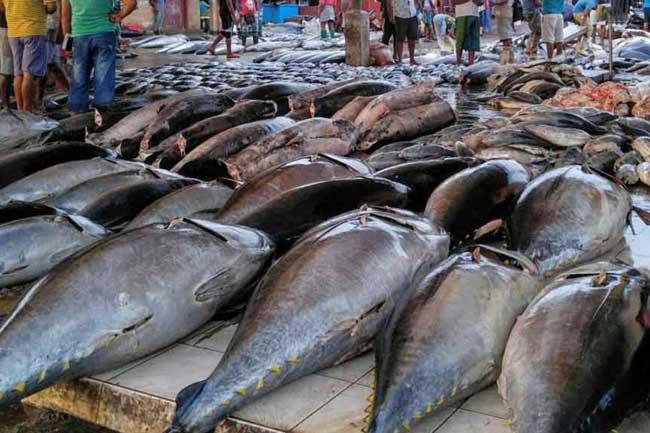 Prices of fish increase as protest launched by seine-net fishermen continues