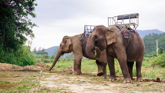 Indonesia bans elephant rides nationwide after disturbing footage came to light