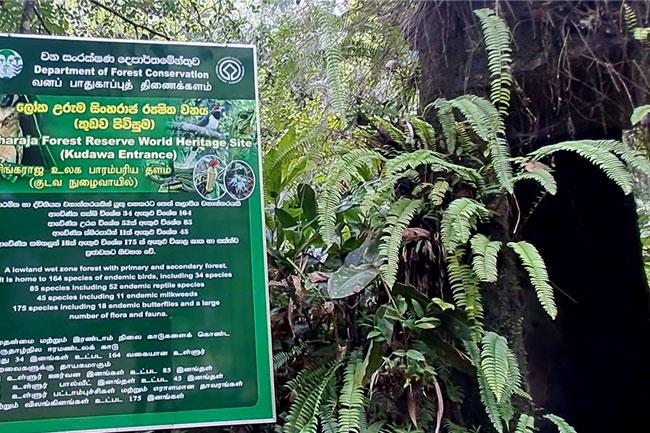Kudawa entrance to Sinharaja Reserve closed for six days