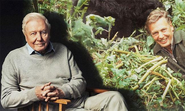 David Attenborough centenary celebrations start with closer look at ‘Life on Earth’