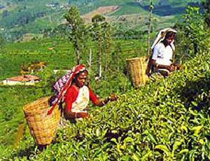 Pregnancy blocking plantation employment?