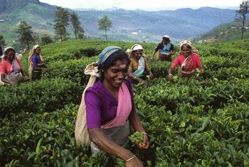 Nat Geo names Sri Lanka among 2012 best tourist destinations