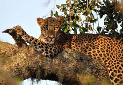 Etisalat Nature Photographer Competition 2010 