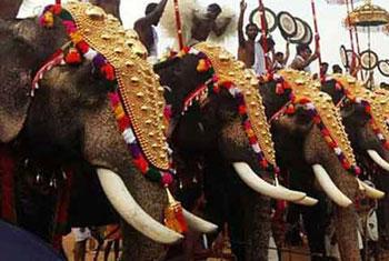 Rampaging elephant kills woman, injures 12 at Ratnapura Perahera