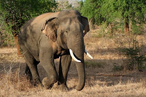 Woman trampled to death by elephant in Galgamuwa