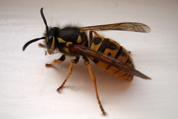 VIDEO: 30 students hospitalised due to wasp attack