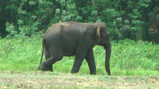 One dead, 2 injured in Embilipitiya wild elephant attack