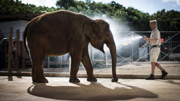 Sri Lanka gives another elephant calf to Auckland Zoo