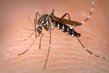87 dengue cases, one death at Moratuwa Uni.
