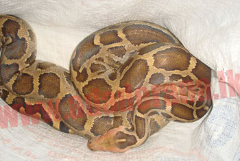 Woman held for illegal possession of python, turtles and eagle 