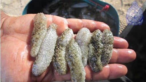 14 arrested for harvesting sea cucumbers illegally
