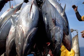 Prices for EU fresh tuna imports soaring since Sri Lanka ban