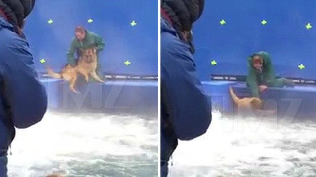 A Dog’s Purpose premiere cancelled after leaked video of stunt dog ‘in distress’