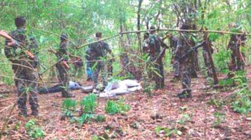 Chinese mafia behind red sandalwood smuggling in SL?