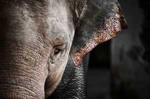 Woman killed in wild elephant attack