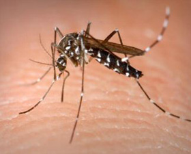 Dengue BTI release postponed
