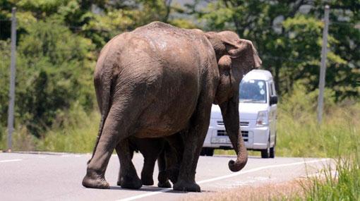 One dead, 10 injured after elephant attacks van