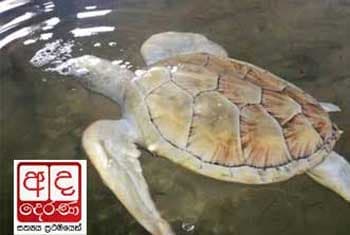 VIDEO: Missing albino turtle found?