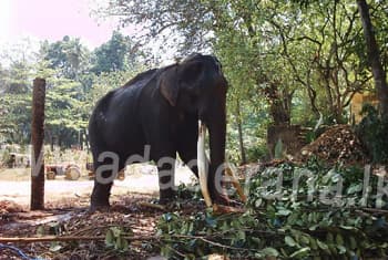 VIDEO: The Millangoda Raja Tusker dies
