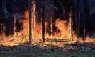 Forest fire rages in Walapane