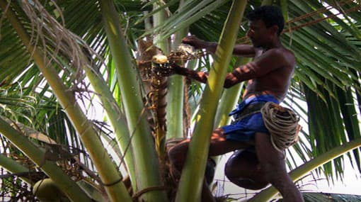 Toddy tapping brought under license by Ministry of Finance 