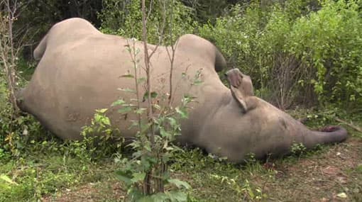 Elephant found shot and killed in Rathmale