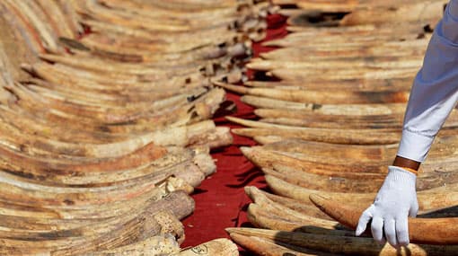 Sri Lanka to host meeting to highlight global threat to wild animals, plants