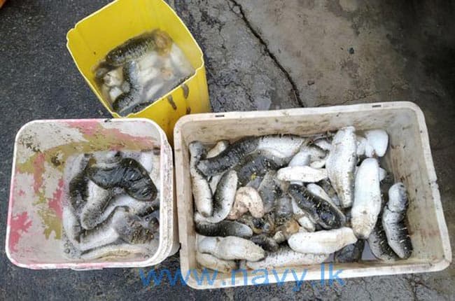 Eleven held with 340 kg of Sea Cucumber