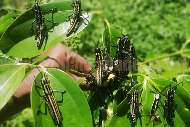 Farmers requested to inform of yellow-spotted grasshopper invasions