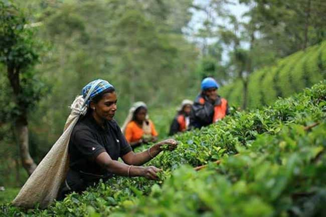 Estate workers will be paid Rs.1,000 from April onward – Minister