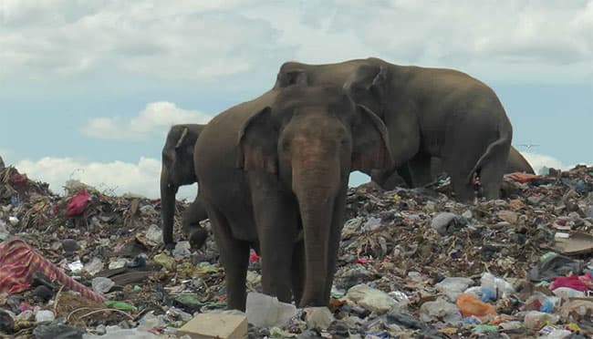 Elephants dying from eating plastic waste in Sri Lankan dump