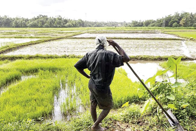 Maha Season to be impacted by substandard pesticides?