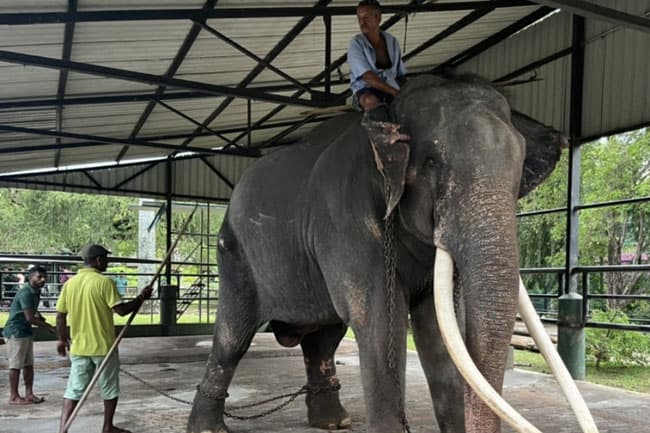 Ailing Thai jumbo elephant in Sri Lanka to return home in July
