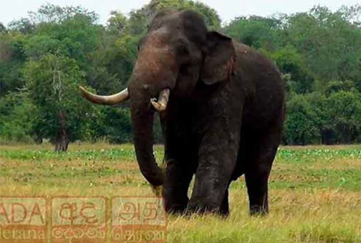 Tusker ‘Agbo’ in critical condition after being shot at again