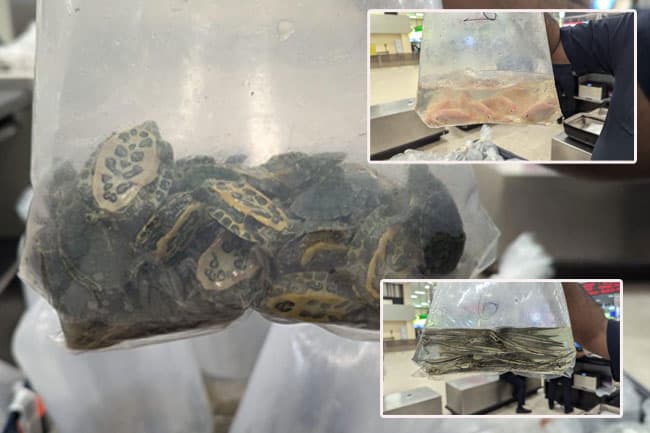 Person arrested at BIA over attempt to smuggle live fish and turtles 
