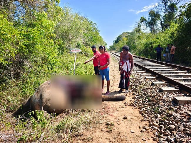 Wild elephant killed in train collision in Habarana