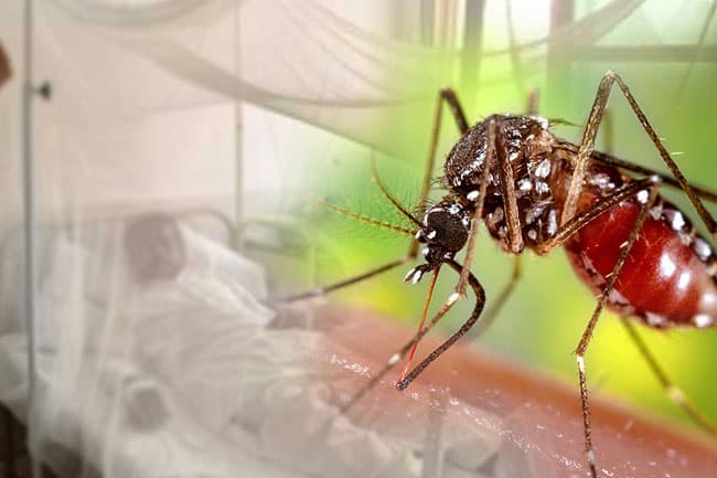 Over 40,000 dengue cases reported so far in 2025: NDCU 