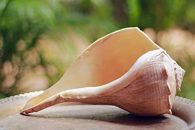Man arrested with conch shell in Kalutara 