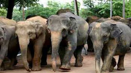 Court requested to release elephants for processions 