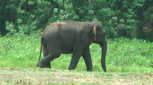One dead, 2 injured in Embilipitiya wild elephant attack