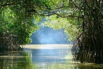 Sri Lanka success whets international appetite for mangrove conservation