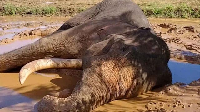 Five more suspects arrested over shooting of ‘Kawanthissa’ tusker