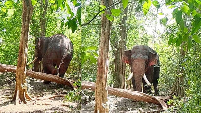 Tusker ‘Agbo’ found in Nachchaduwa Reserve following search operation
