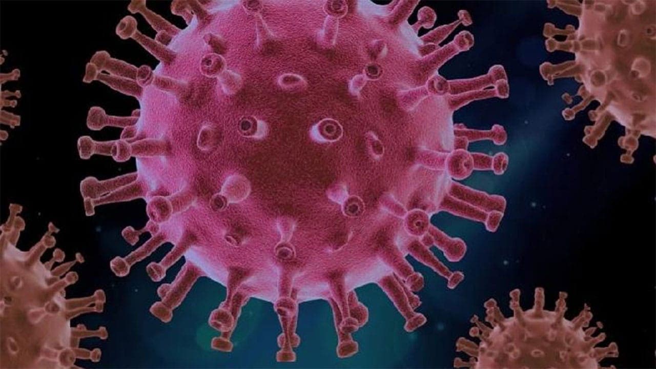 France confirms first human infection of Shamonda livestock virus