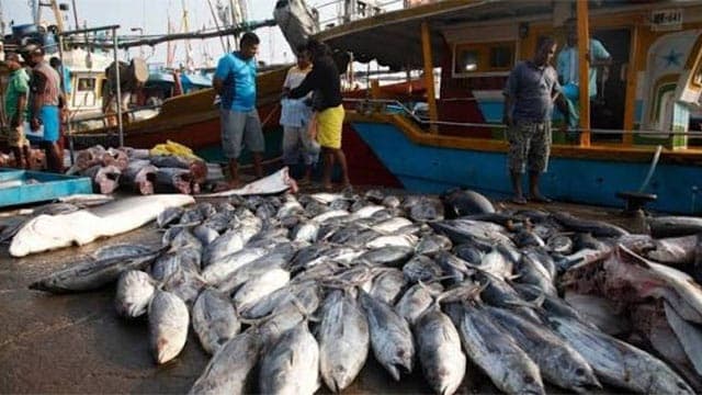 Sri Lanka loses 40% of annual fish production to post-harvest waste