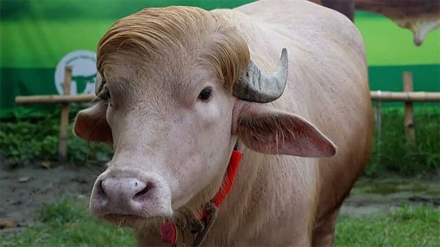 Bangladesh to sacrifice ‘Donald Trump’ the albino bull